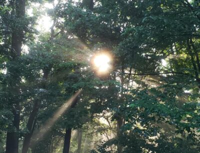 Sunlight through the Trees - Sharon Brubaker - Maryland Author
