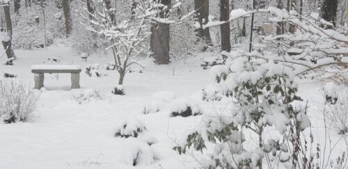 Snowy garden