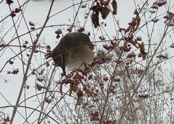 Bird in winter