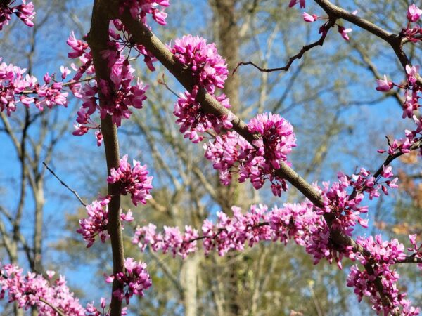Pansy Redbud Blossoms
