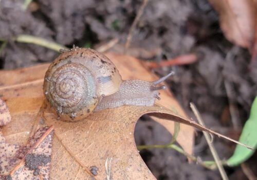 Garden Snail