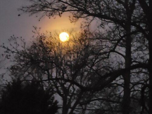 Moon in the Trees