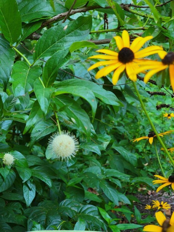 Button bush and Black-eyed Susan
