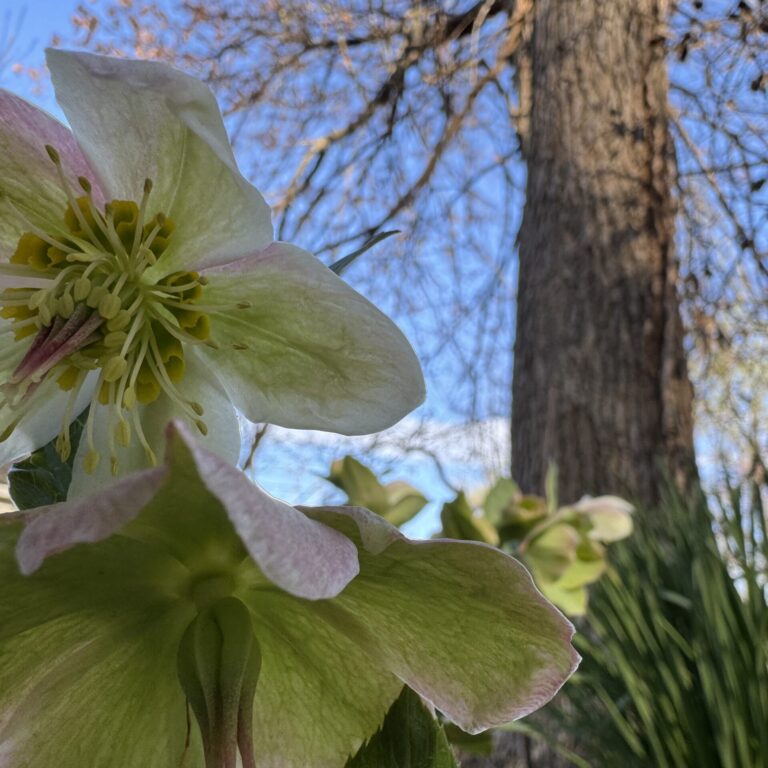 A Hellebore in Early Spring