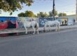 Horses on the street in Ponce.