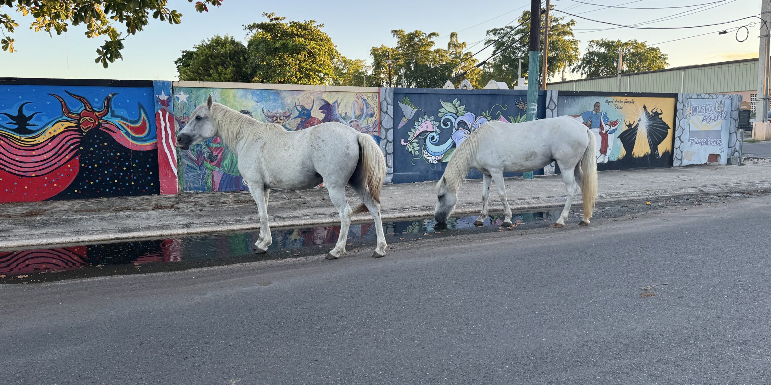 IMG_4014 Horses on the street in Ponce.