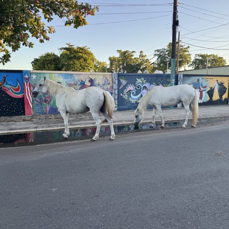 IMG_4014 Horses on the street in Ponce.