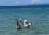 Snorkeling fun.
